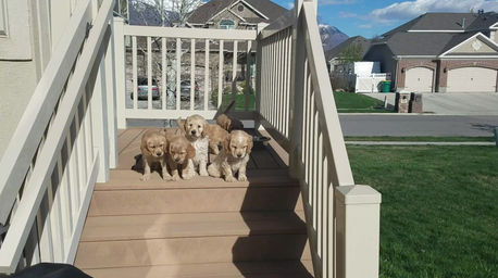 Puppies named after my favorite Lipsense colors!